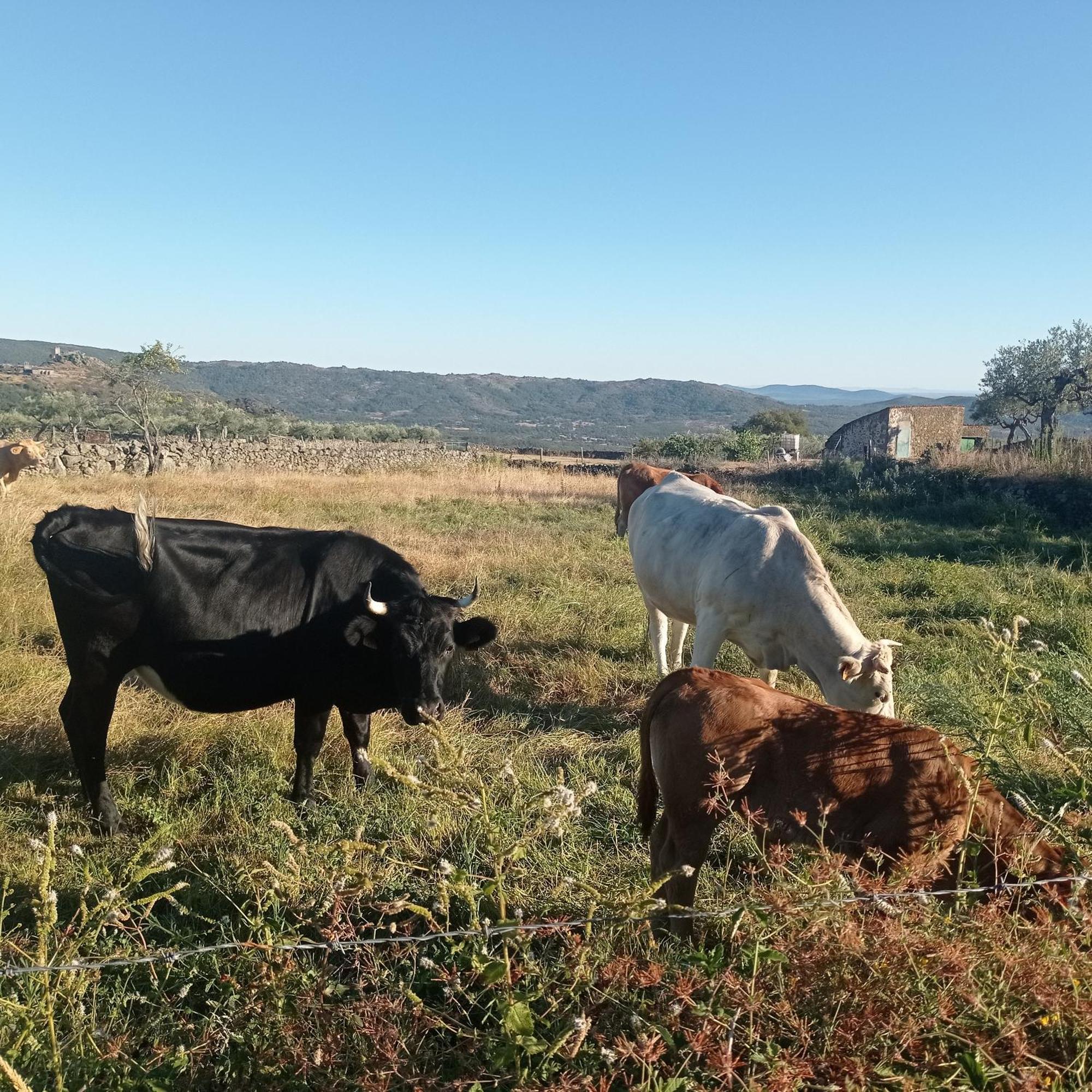 Casa Rural Vinas Perdidas 贝哈尔 外观 照片